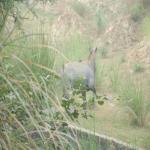 Vraj-Yatra-2014- (1402)